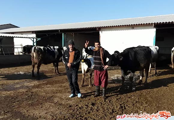 با دست خالی شروع کردم ولی امروز موفق هستم/ آرزویم توسعه طرح گاو شیری است با دست خالی شروع کردم ولی امروز موفق هستم/ آرزویم توسعه طرح گاو شیری است