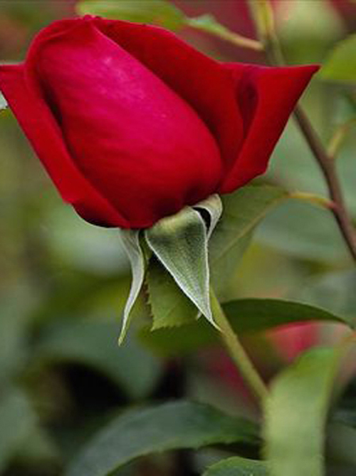 از خود گذشتگی حسین ستودنی بود از خود گذشتگی حسین ستودنی بود