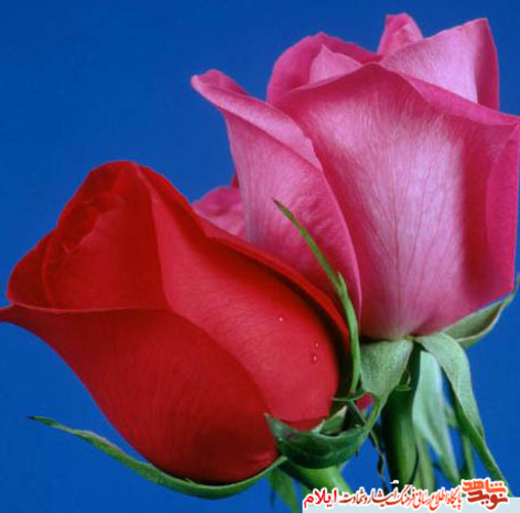 شهيده طوطی مومنی